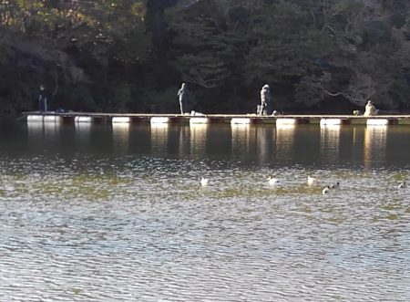 大安トラウトレイク 釣果